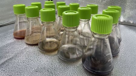 Mikroorganismen sollen Rohstoffe aus Elektroschrott extrahieren