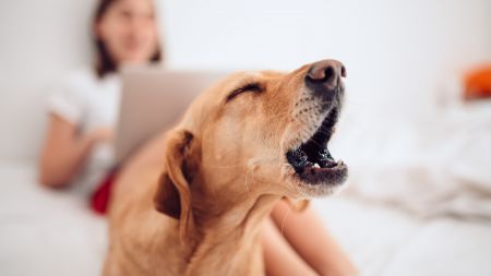 EU beschließt Chip-Pflicht für Hunde und Katzen